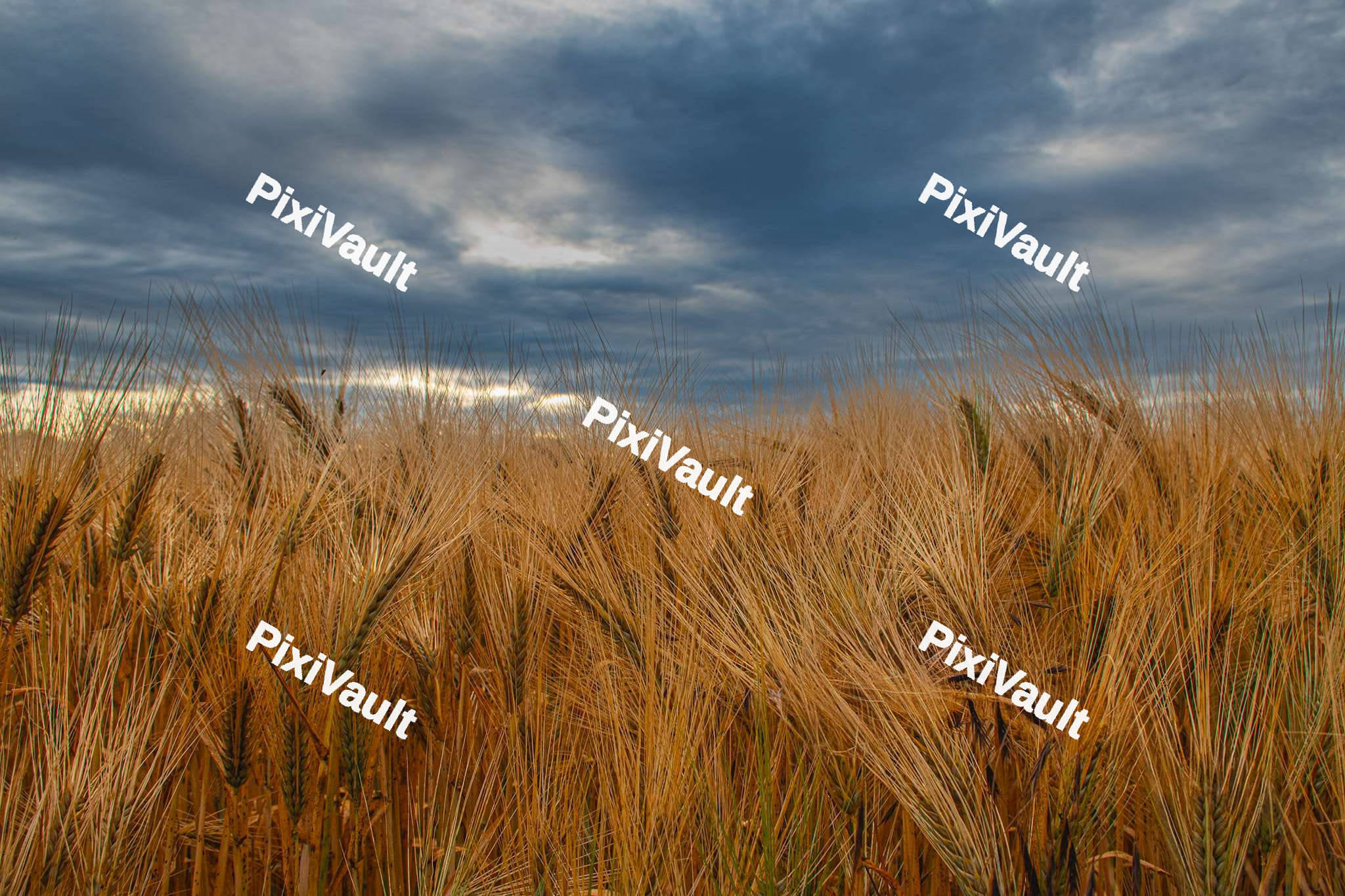 Close up of a wheat field